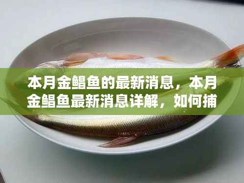 本月金鲳鱼最新动态及烹饪全攻略,捕捉与烹饪技巧详解