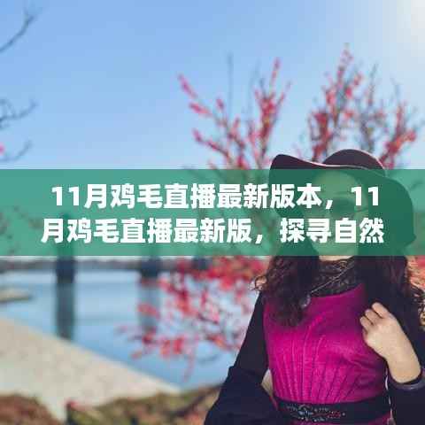 11月鸡毛直播最新版,自然美景的治愈之旅,探寻内心宁静与平和的启程