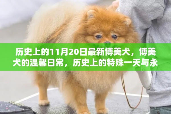 历史上的11月20日最新博美犬,博美犬的温馨日常,历史上的特殊一天与永恒的友情纽带