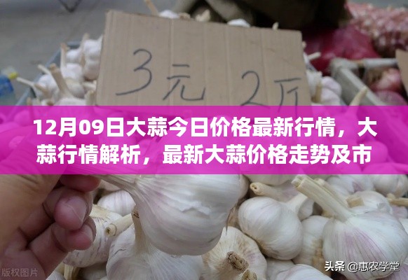 大蒜市场最新行情解析,价格走势、市场动态一网打尽(12月09日)