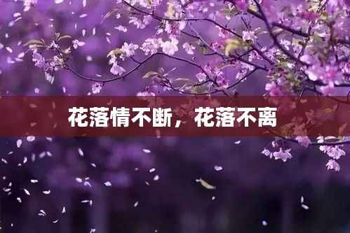 花落情不断,花落不离