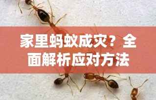 家里蚂蚁成灾?全面解析应对方法与策略!
